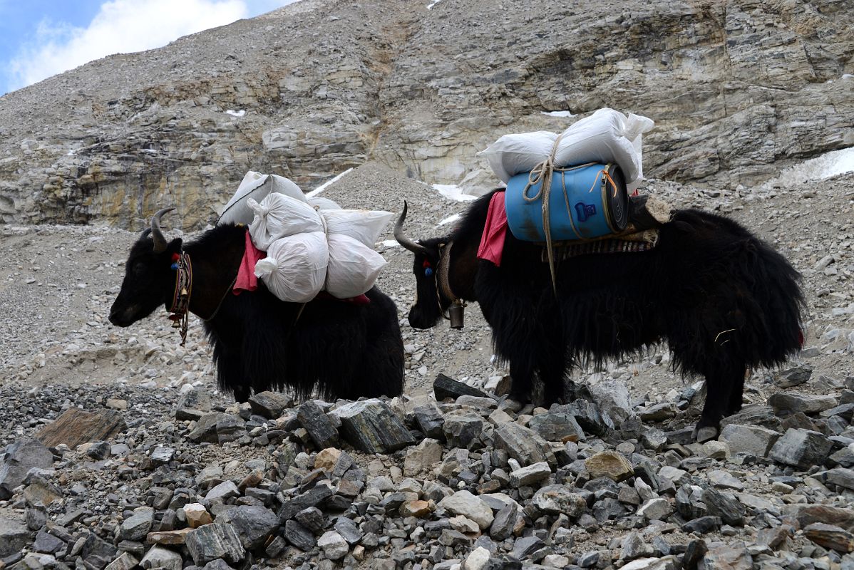 29 The Yaks Have Arrived At Mount Everest North Face Intermediate Camp 5788m In Tibet So Camp Can Be Set Up